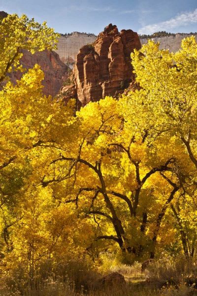 UT, Zion NP Autumn cottonwood and rock formation